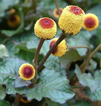 Rosa Graf Skin parazsázsa biolift gél, 15 ml